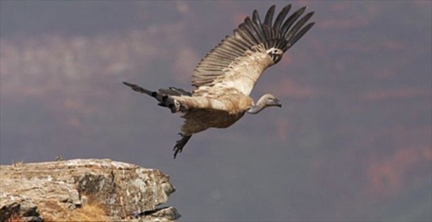 Foto - Aslanın bu haline çok güleceksiniz!