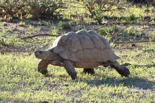 Foto - Aslanın bu haline çok güleceksiniz!