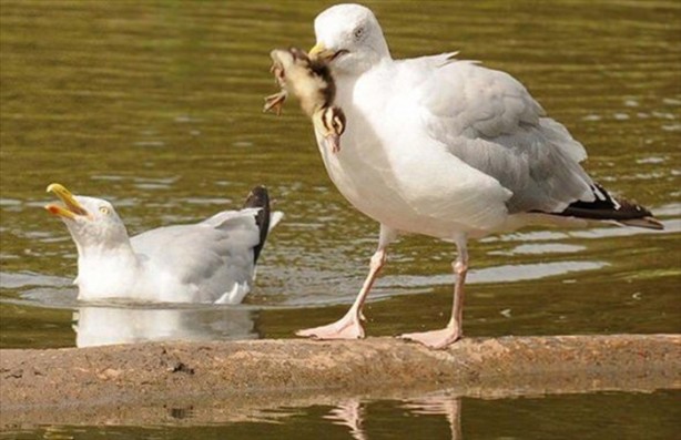 Foto - Aslanın bu haline çok güleceksiniz!
