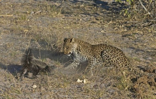 Foto - Aslanın bu haline çok güleceksiniz!