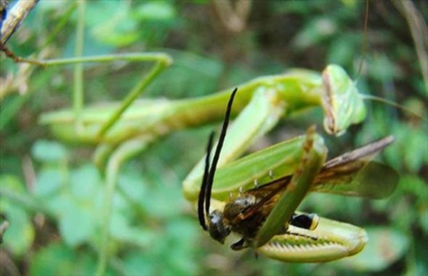 Foto - Aslanın bu haline çok güleceksiniz!