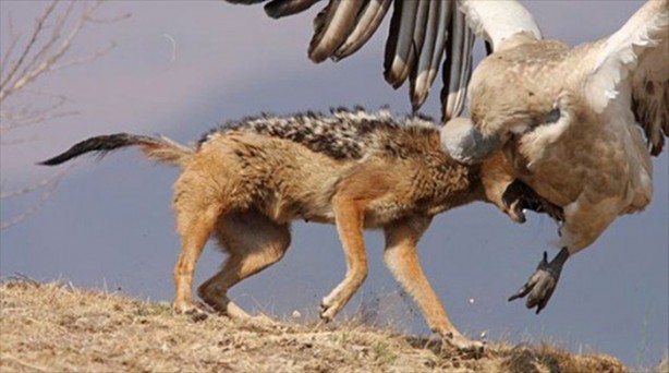 Foto - Aslanın bu haline çok güleceksiniz!