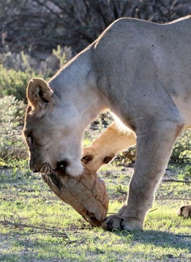Foto - Aslanın bu haline çok güleceksiniz!