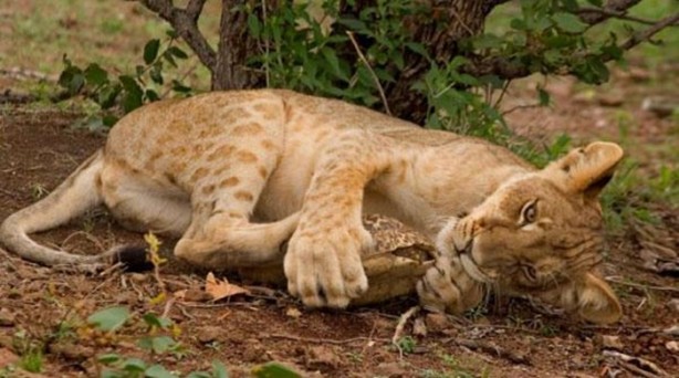 Foto - Aslanın bu haline çok güleceksiniz!