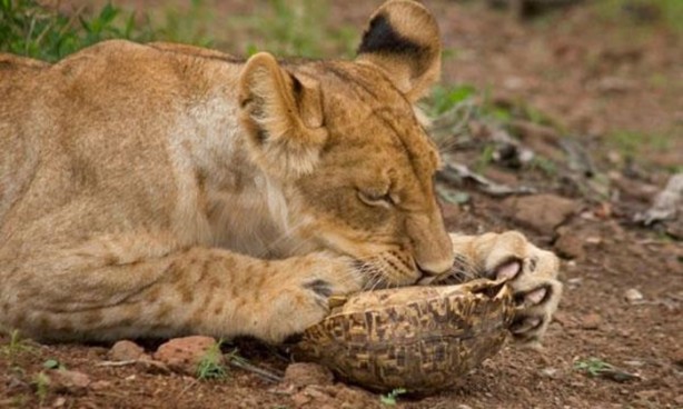 Foto - Aslanın bu haline çok güleceksiniz!