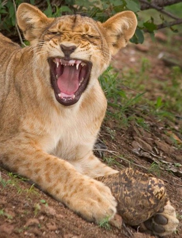 Foto - Aslanın bu haline çok güleceksiniz!