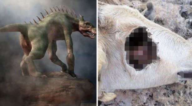 Foto - Hayvanların gözünü oyan gizemli yaratık kameraya yakalandı! Köylünün gözüne uyku girmiyor