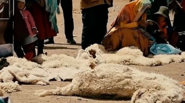 Foto - Hayvanların gözünü oyan gizemli yaratık kameraya yakalandı! Köylünün gözüne uyku girmiyor