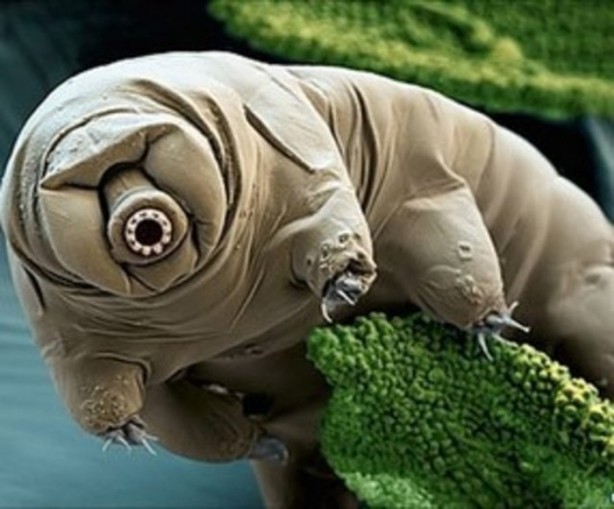 Foto - Hayvanların inşa ettiği mucizevi yapılar!