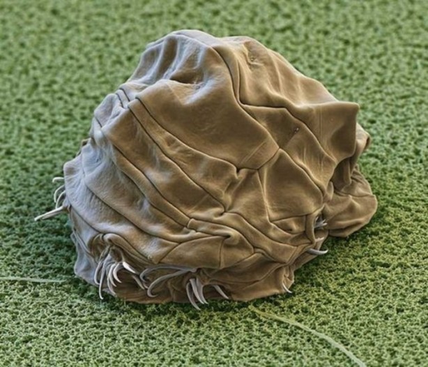 Foto - Hayvanların inşa ettiği mucizevi yapılar!