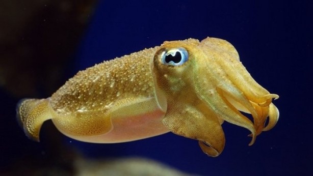 Foto - Hayvanların inşa ettiği mucizevi yapılar!