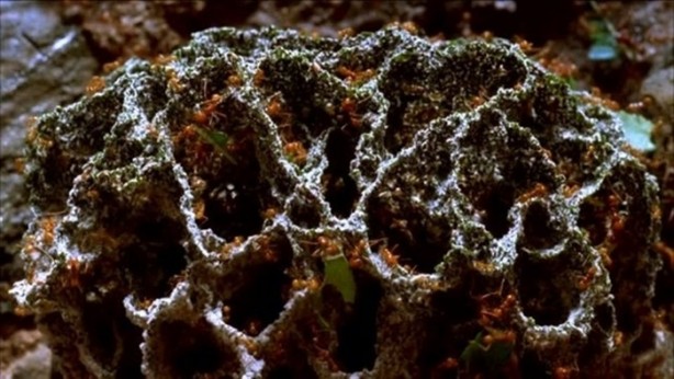 Foto - Hayvanların inşa ettiği mucizevi yapılar!