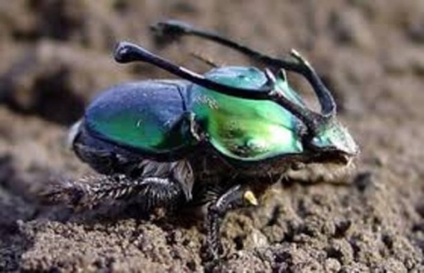 Foto - Hayvanların inşa ettiği mucizevi yapılar!