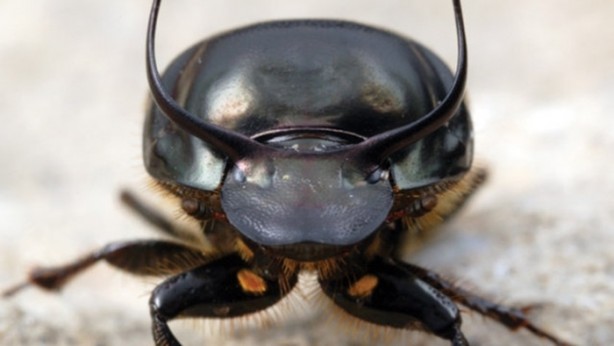 Foto - Hayvanların inşa ettiği mucizevi yapılar!