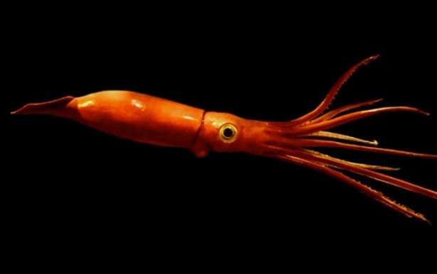 Foto - Hayvanların inşa ettiği mucizevi yapılar!