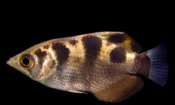 Foto - Hayvanların inşa ettiği mucizevi yapılar!