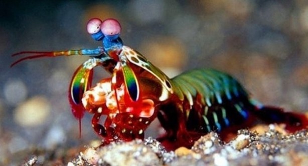 Foto - Hayvanların inşa ettiği mucizevi yapılar!