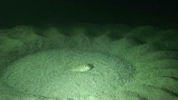 Foto - Hayvanların inşa ettiği mucizevi yapılar!