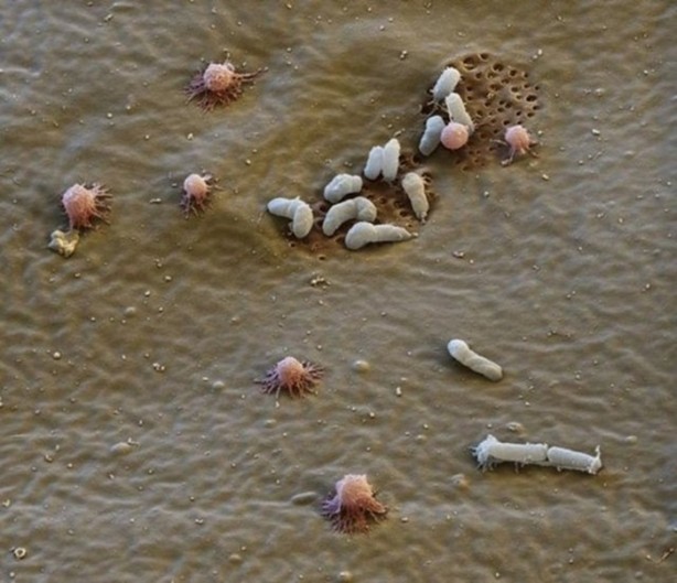 Foto - Hayvanların inşa ettiği mucizevi yapılar!