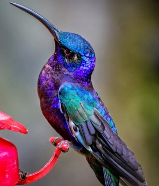 Foto - Hayvanların inşa ettiği mucizevi yapılar!