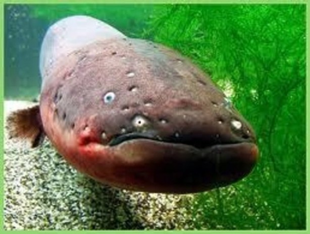 Foto - Hayvanların inşa ettiği mucizevi yapılar!