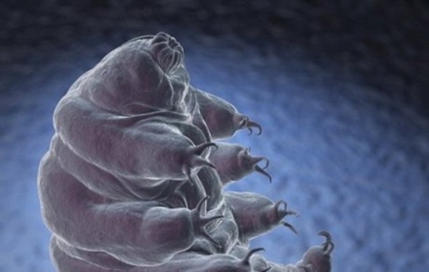 Foto - Hayvanların inşa ettiği mucizevi yapılar!