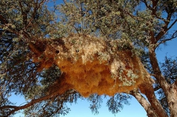 Foto - Hayvanların inşa ettiği mucizevi yapılar!