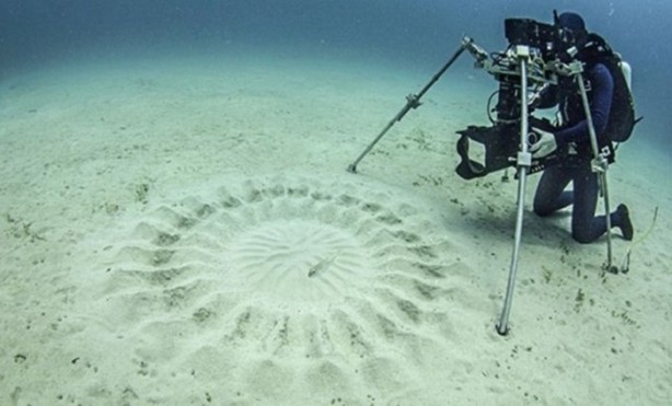 Foto - Hayvanların inşa ettiği mucizevi yapılar!