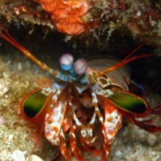 Foto - Hayvanların inşa ettiği mucizevi yapılar!