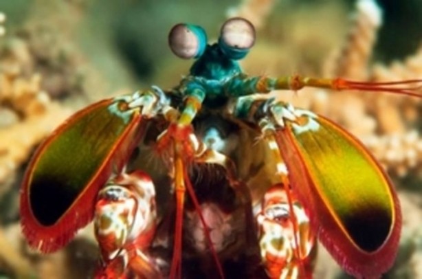 Foto - Hayvanların inşa ettiği mucizevi yapılar!