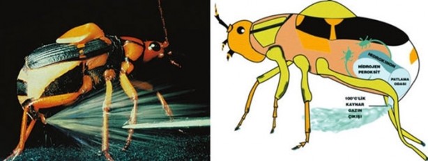 Foto - Hayvanların inşa ettiği mucizevi yapılar!