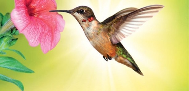 Foto - Hayvanların inşa ettiği mucizevi yapılar!