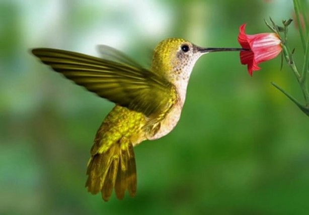 Foto - Hayvanların inşa ettiği mucizevi yapılar!