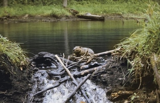 Foto - Hayvanların inşa ettiği mucizevi yapılar!