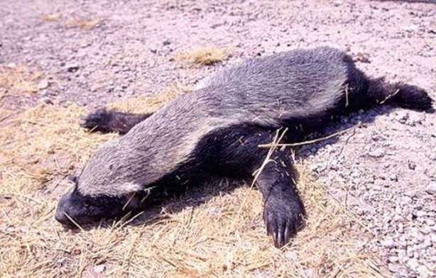 Foto - Hayvanların inşa ettiği mucizevi yapılar!