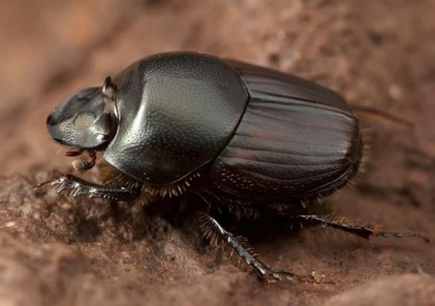 Foto - Hayvanların inşa ettiği mucizevi yapılar!