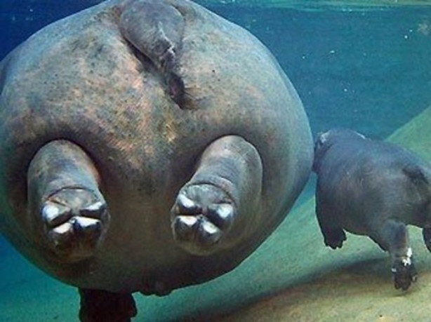 Foto - Hayvanların inşa ettiği mucizevi yapılar!