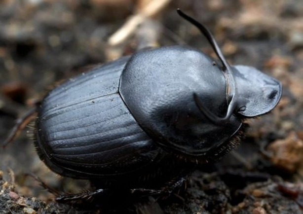 Foto - Hayvanların inşa ettiği mucizevi yapılar!