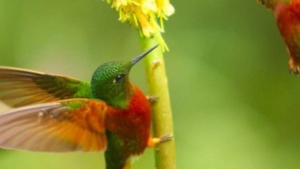 Foto - Hayvanların inşa ettiği mucizevi yapılar!
