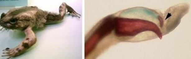 Foto - Hayvanların inşa ettiği mucizevi yapılar!