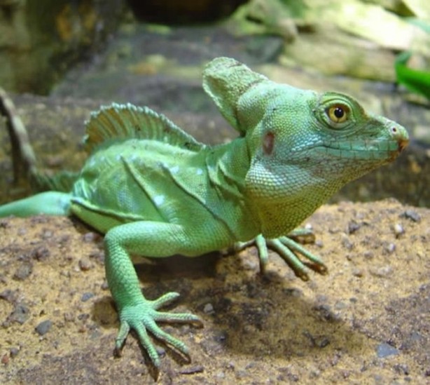 Foto - Hayvanların inşa ettiği mucizevi yapılar!