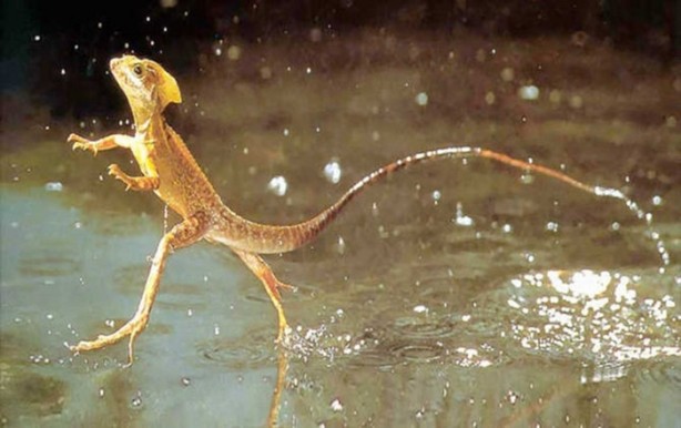 Foto - Hayvanların inşa ettiği mucizevi yapılar!