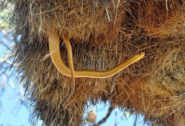 Foto - Hayvanların inşa ettiği mucizevi yapılar!