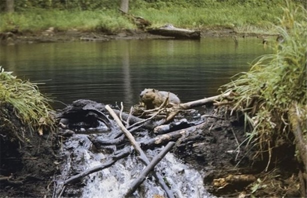 Foto - Hayvanların sıra dışı yuvaları