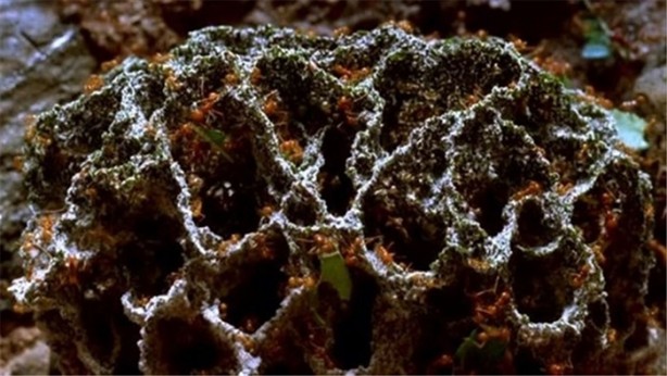 Foto - Hayvanların sıra dışı yuvaları