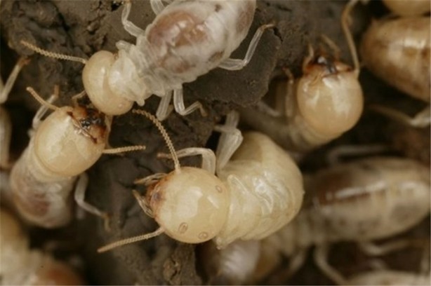 Foto - Hayvanların sıra dışı yuvaları