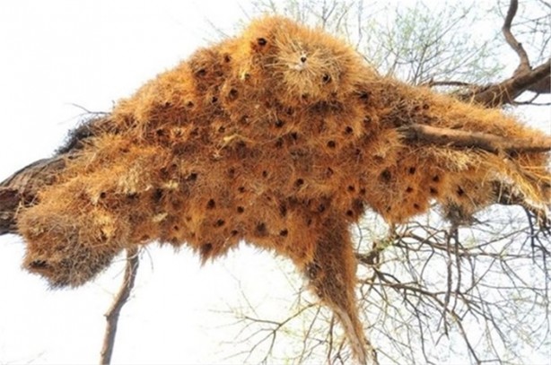 Foto - Hayvanların sıra dışı yuvaları