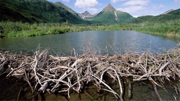 Foto - Hayvanların sıra dışı yuvaları