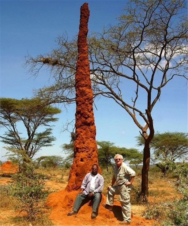 Foto - Hayvanların sıra dışı yuvaları