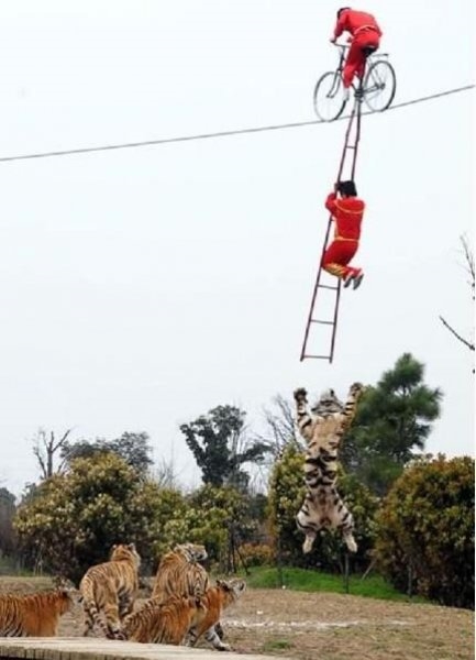 Hayvanlarla insanların tehlikeli yakınlaşması!
